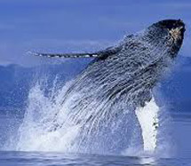 Partez à la rencontre des baleines de l'océan indien